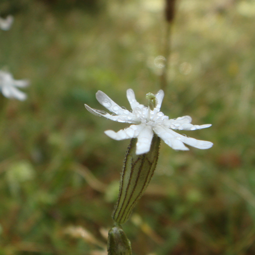 Silene Italica