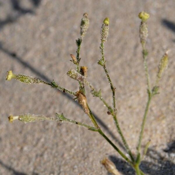 Silene Nicaeensis