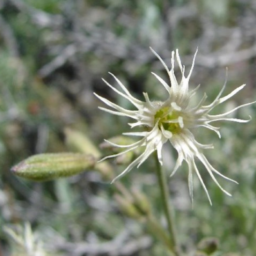 Silene Oregana