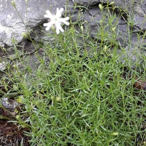 Silene Saxifraga