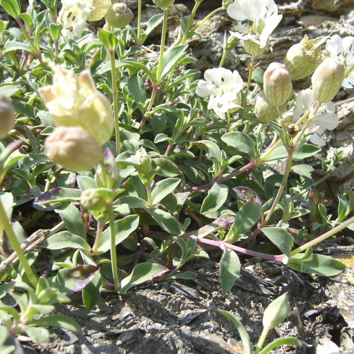 Silene Uniflora