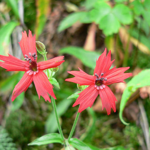 Silene Virginica