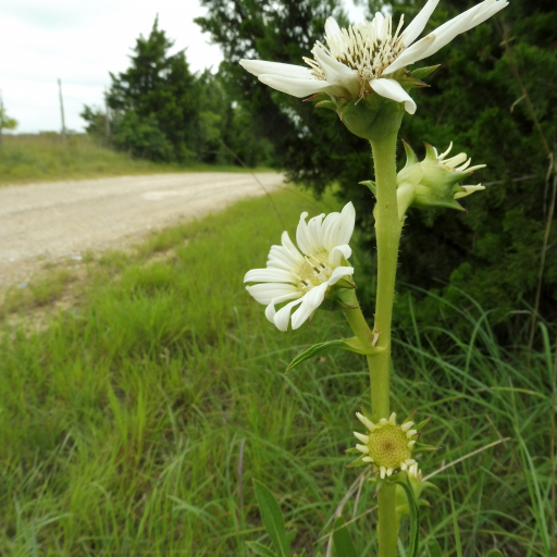 Silphium Albiflorum