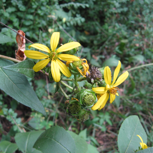 Silphium Asteriscus
