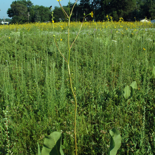 Silphium Terebinthinaceum