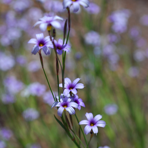 Sisyrinchium Platense