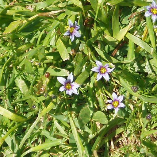 Sisyrinchium Rosulatum