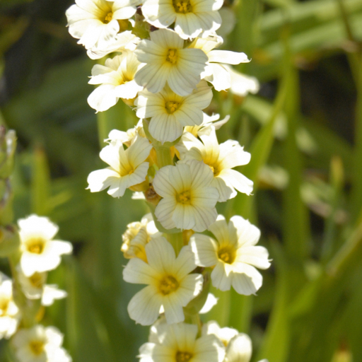 Sisyrinchium Striatum