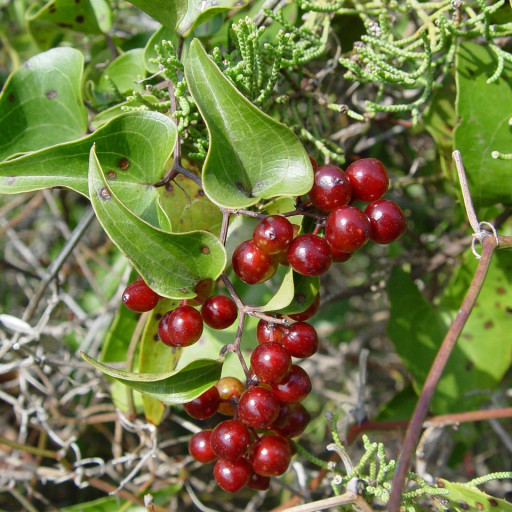Smilax Aspera