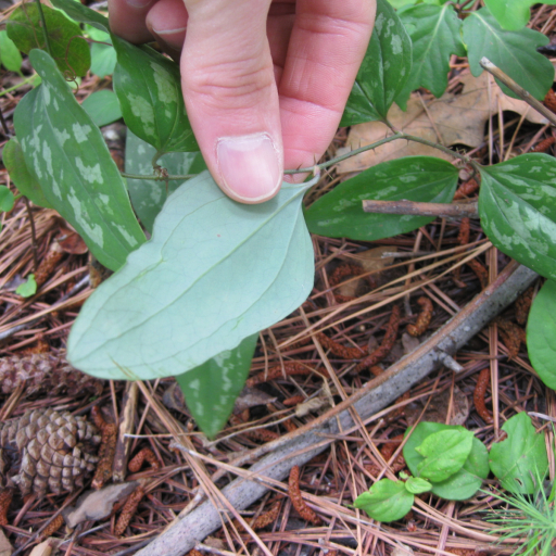 Smilax Glauca