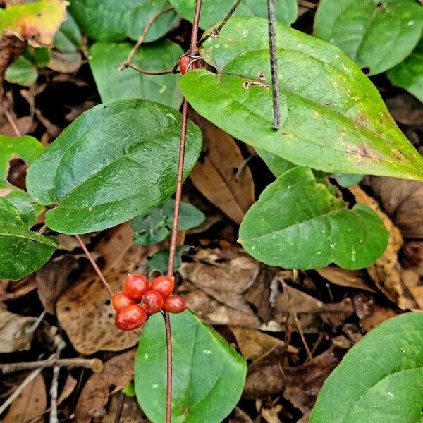 Smilax Pumila