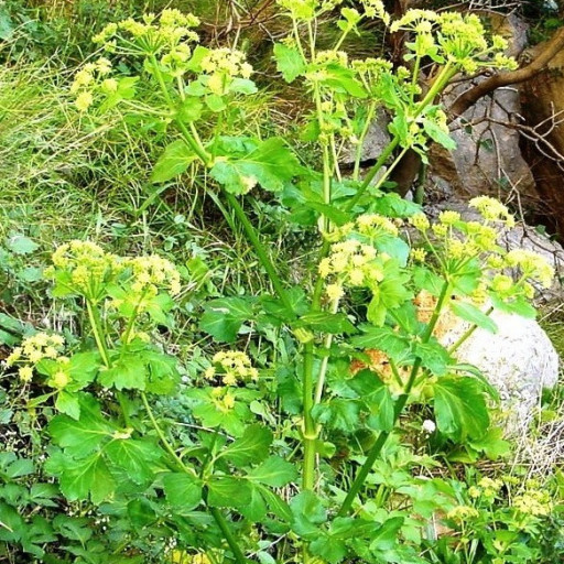 Smyrnium Olusatrum