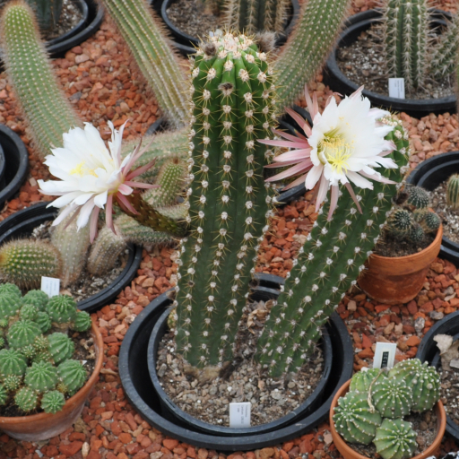 Manca Caballos (Soehrensia Candicans) Plant Care & How to Grow, Water