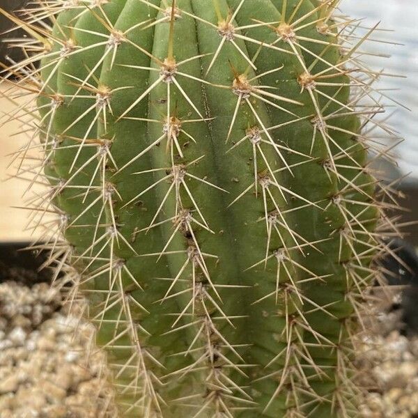 Soehrensia Grandiflora