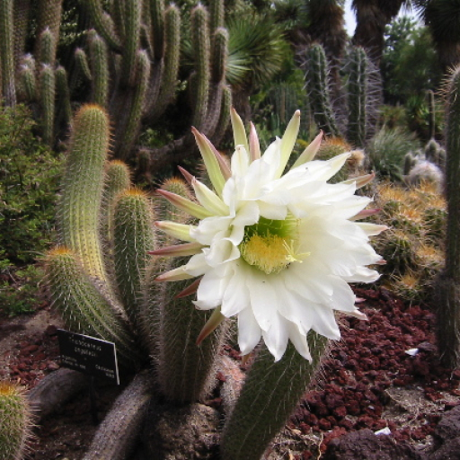 Soehrensia Spachiana