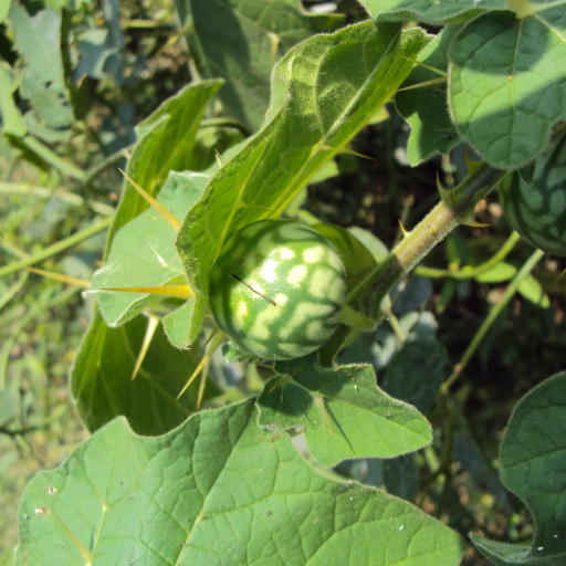 Solanum Aculeatissimum