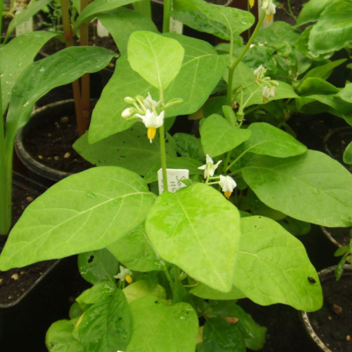 Solanum Aethiopicum