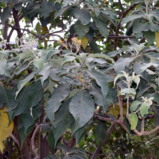 Solanum Auriculatum