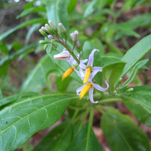 Solanum Bahamense