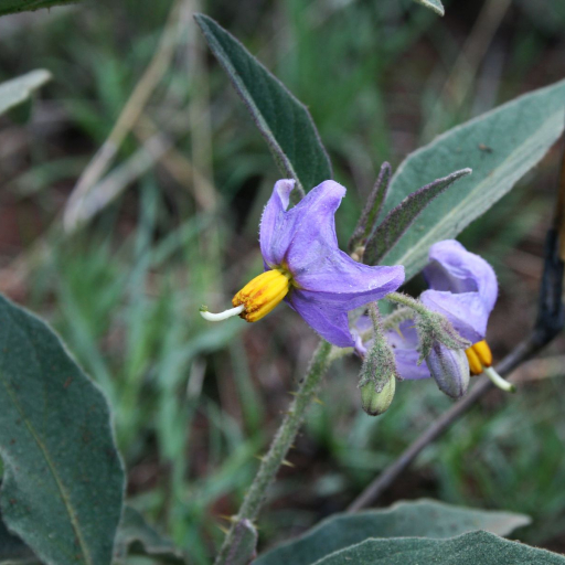 Solanum Campylacanthum
