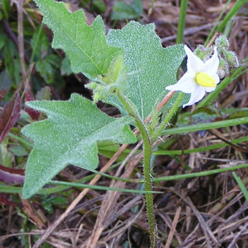 Solanum Carolinense
