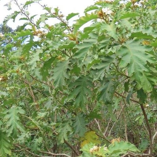 Solanum Chrysotrichum