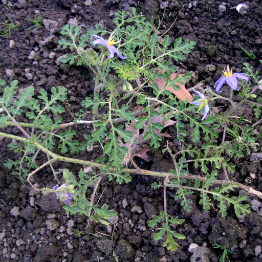 Solanum Citrullifolium