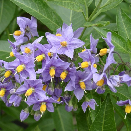 Solanum Crispum