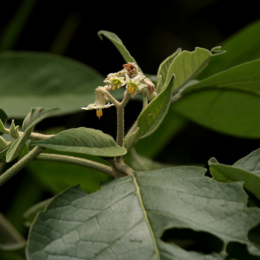 Solanum Erianthum