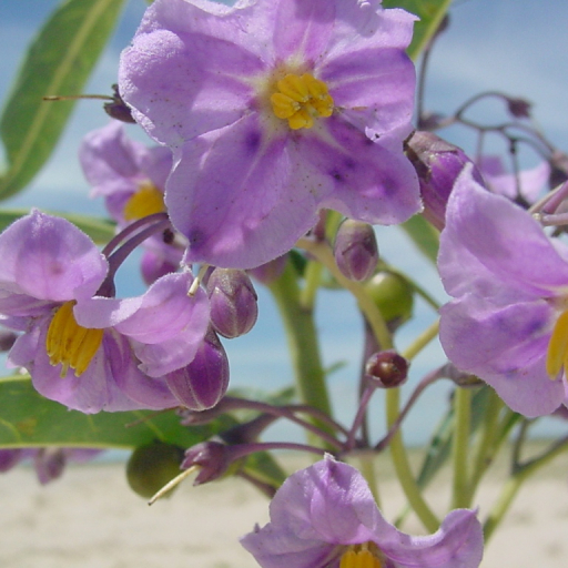 Solanum Glaucophyllum