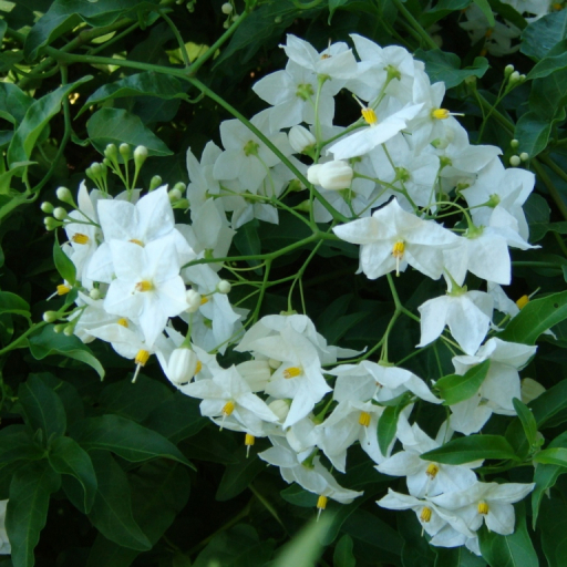 Solanum Jasminoides
