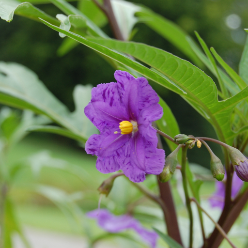 Solanum Laciniatum