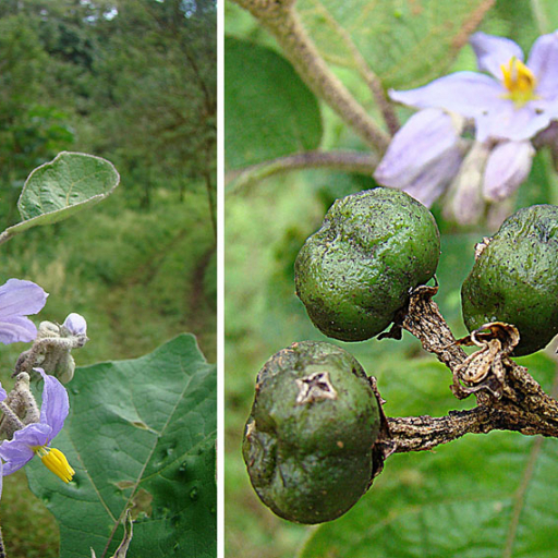 Solanum Lanceolatum