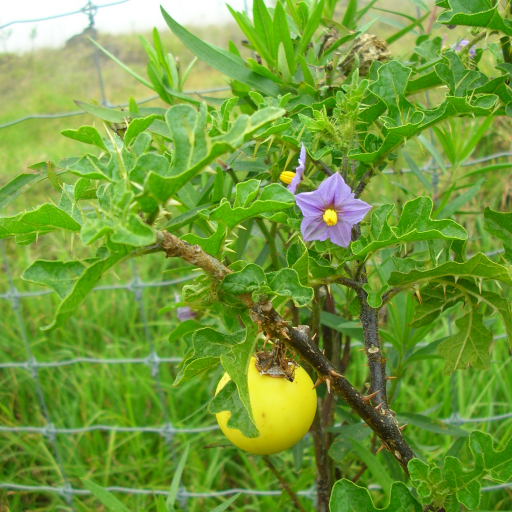 Solanum Linnaeanum