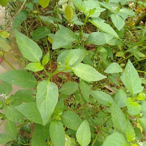 Black Nightshade (Solanum Nigricans) Care Guide: Water, Soil ...