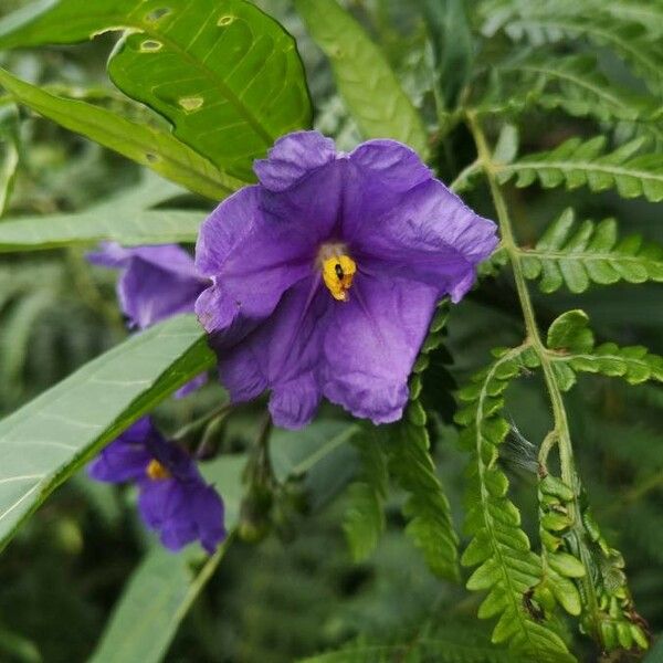 Solanum Nudum