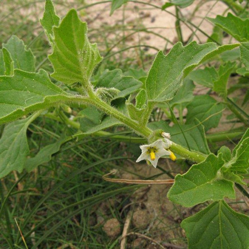 Solanum Physalifolium