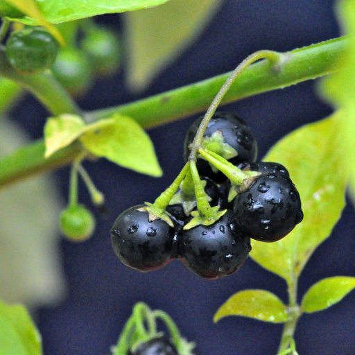 Eastern Black Nightshade (Solanum Ptycanthum) Care Guide: Water, Soil ...