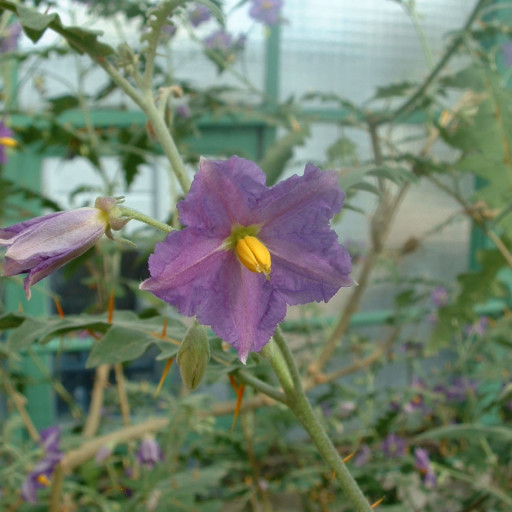 Solanum Pyracanthos