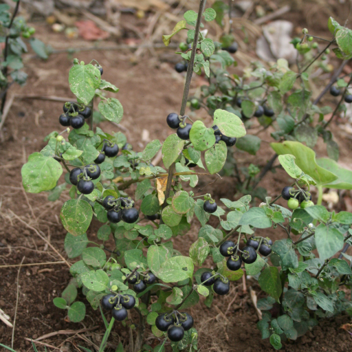 Solanum Scabrum