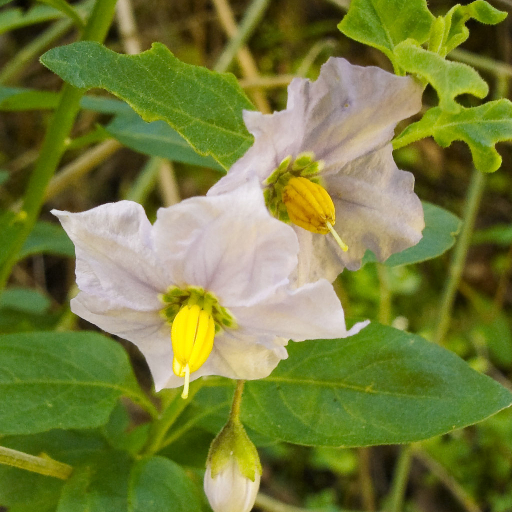 Solanum Umbelliferum