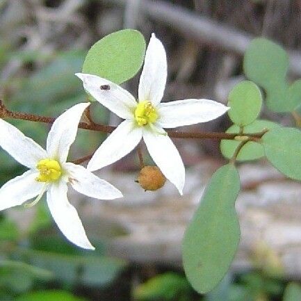 Solanum Vaccinioides