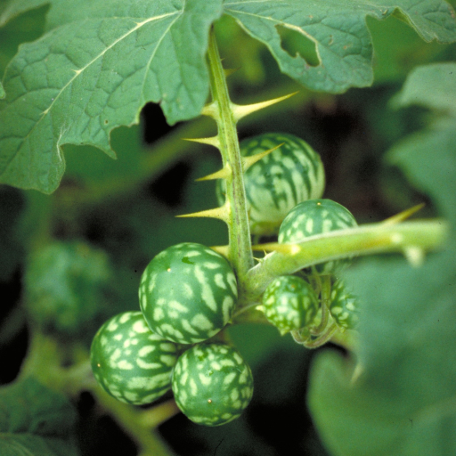 Solanum Viarum