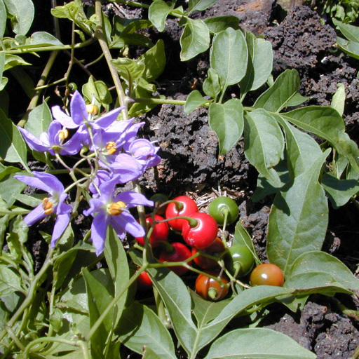 Solanum