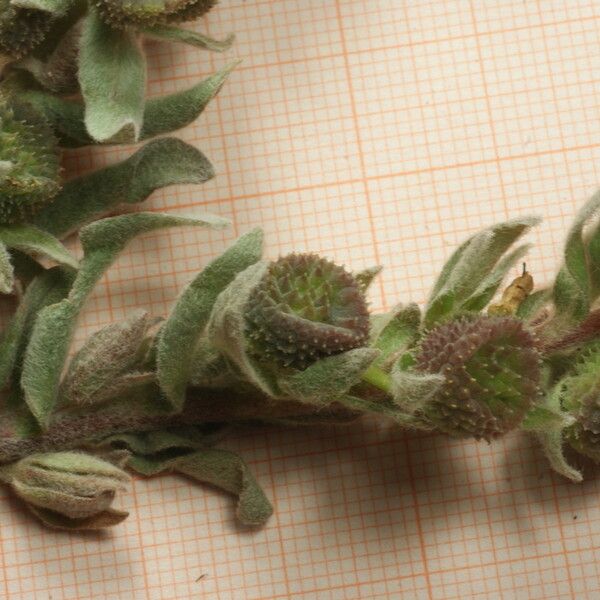 Solenanthus Tubiflorus