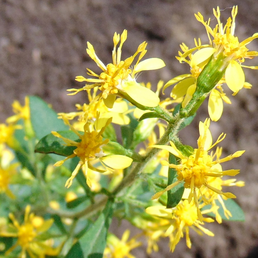 Solidago Macrophylla