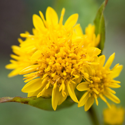 Solidago Golden Rockets Goldenrods (Solidago) Care Guide: Water, Soil & Propagation - Plantiary
