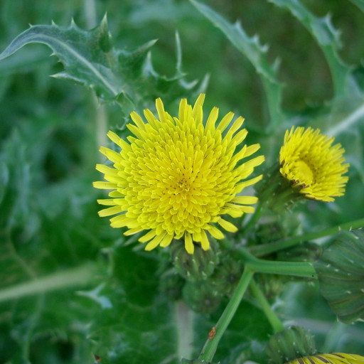 Sonchus Asper