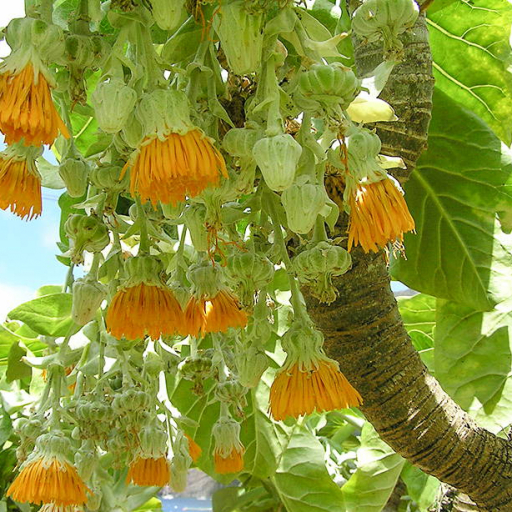 Sonchus Brassicifolius