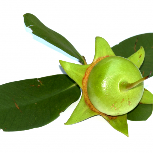 Sonneratia Caseolaris